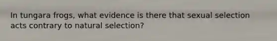 In tungara frogs, what evidence is there that sexual selection acts contrary to natural selection?