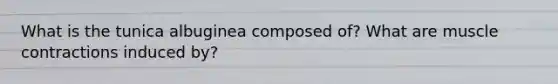 What is the tunica albuginea composed of? What are <a href='https://www.questionai.com/knowledge/k0LBwLeEer-muscle-contraction' class='anchor-knowledge'>muscle contraction</a>s induced by?