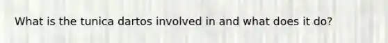 What is the tunica dartos involved in and what does it do?