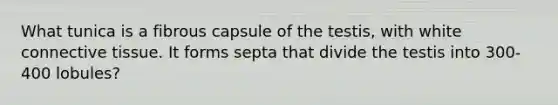 What tunica is a fibrous capsule of the testis, with white connective tissue. It forms septa that divide the testis into 300-400 lobules?