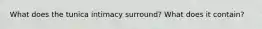 What does the tunica intimacy surround? What does it contain?