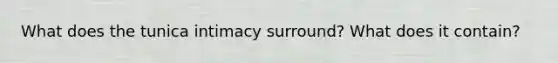 What does the tunica intimacy surround? What does it contain?