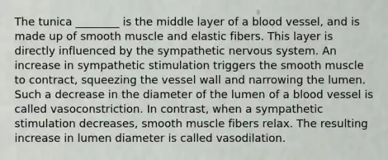 The tunica ________ is the middle layer of a blood vessel, and is made up of smooth muscle and elastic fibers. This layer is directly influenced by the sympathetic nervous system. An increase in sympathetic stimulation triggers the smooth muscle to contract, squeezing the vessel wall and narrowing the lumen. Such a decrease in the diameter of the lumen of a blood vessel is called vasoconstriction. In contrast, when a sympathetic stimulation decreases, smooth muscle fibers relax. The resulting increase in lumen diameter is called vasodilation.