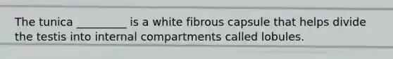 The tunica _________ is a white fibrous capsule that helps divide the testis into internal compartments called lobules.
