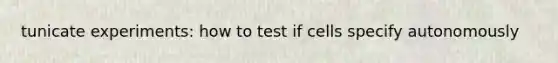 tunicate experiments: how to test if cells specify autonomously