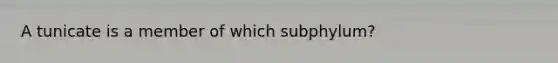 A tunicate is a member of which subphylum?