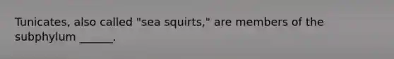 Tunicates, also called "sea squirts," are members of the subphylum ______.