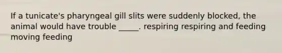 If a tunicate's pharyngeal gill slits were suddenly blocked, the animal would have trouble _____. respiring respiring and feeding moving feeding