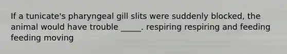 If a tunicate's pharyngeal gill slits were suddenly blocked, the animal would have trouble _____. respiring respiring and feeding feeding moving