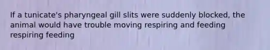 If a tunicate's pharyngeal gill slits were suddenly blocked, the animal would have trouble moving respiring and feeding respiring feeding