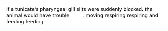 If a tunicate's pharyngeal gill slits were suddenly blocked, the animal would have trouble _____. moving respiring respiring and feeding feeding