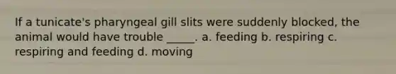 If a tunicate's pharyngeal gill slits were suddenly blocked, the animal would have trouble _____. a. feeding b. respiring c. respiring and feeding d. moving