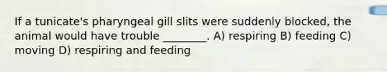 If a tunicate's pharyngeal gill slits were suddenly blocked, the animal would have trouble ________. A) respiring B) feeding C) moving D) respiring and feeding