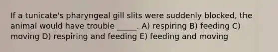 If a tunicate's pharyngeal gill slits were suddenly blocked, the animal would have trouble _____. A) respiring B) feeding C) moving D) respiring and feeding E) feeding and moving