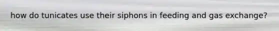 how do tunicates use their siphons in feeding and gas exchange?