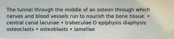 The tunnel through the middle of an osteon through which nerves and blood vessels run to nourish the bone tissue. • central canal lacunae • trabeculae O epiphysis diaphysis osteoclasts • osteoblasts • lamellae