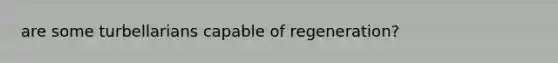 are some turbellarians capable of regeneration?