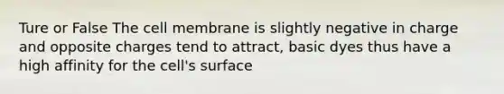 Ture or False The cell membrane is slightly negative in charge and opposite charges tend to attract, basic dyes thus have a high affinity for the cell's surface