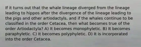 If it turns out that the whale lineage diverged from the lineage leading to hippos after the divergence of the lineage leading to the pigs and other artiodactyls, and if the whales continue to be classified in the order Cetacea, then what becomes true of the order Artiodactyla? A) It becomes monophyletic. B) It becomes paraphyletic. C) It becomes polyphyletic. D) It is incorporated into the order Cetacea.