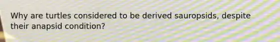 Why are turtles considered to be derived sauropsids, despite their anapsid condition?