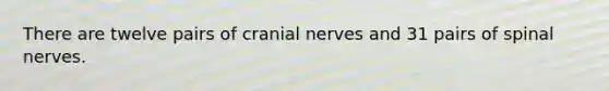 There are twelve pairs of cranial nerves and 31 pairs of spinal nerves.