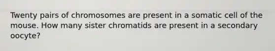 Twenty pairs of chromosomes are present in a somatic cell of the mouse. How many sister chromatids are present in a secondary oocyte?