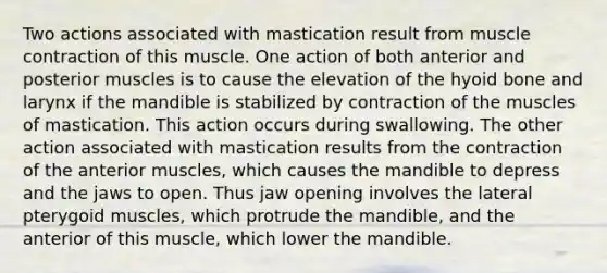 Two actions associated with mastication result from muscle contraction of this muscle. One action of both anterior and posterior muscles is to cause the elevation of the hyoid bone and larynx if the mandible is stabilized by contraction of the muscles of mastication. This action occurs during swallowing. The other action associated with mastication results from the contraction of the anterior muscles, which causes the mandible to depress and the jaws to open. Thus jaw opening involves the lateral pterygoid muscles, which protrude the mandible, and the anterior of this muscle, which lower the mandible.