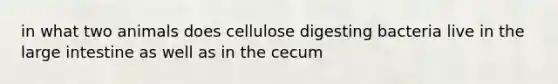 in what two animals does cellulose digesting bacteria live in the large intestine as well as in the cecum