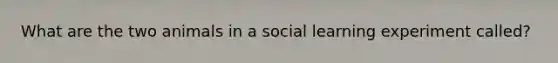 What are the two animals in a social learning experiment called?