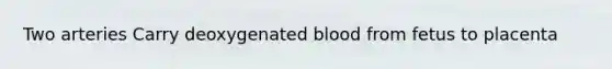 Two arteries Carry deoxygenated blood from fetus to placenta