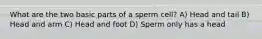 What are the two basic parts of a sperm cell? A) Head and tail B) Head and arm C) Head and foot D) Sperm only has a head