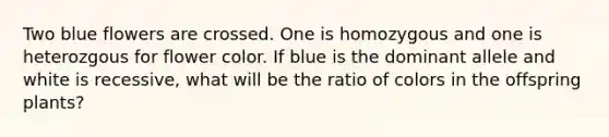 Two blue flowers are crossed. One is homozygous and one is heterozgous for flower color. If blue is the dominant allele and white is recessive, what will be the ratio of colors in the offspring plants?