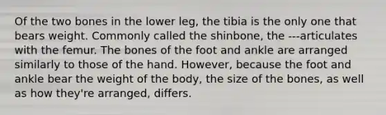 Of the two bones in the lower leg, the tibia is the only one that bears weight. Commonly called the shinbone, the ---articulates with the femur. The bones of the foot and ankle are arranged similarly to those of the hand. However, because the foot and ankle bear the weight of the body, the size of the bones, as well as how they're arranged, differs.