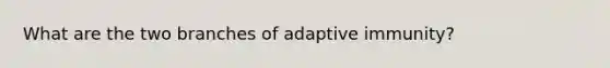 What are the two branches of adaptive immunity?