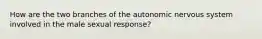 How are the two branches of the autonomic nervous system involved in the male sexual response?