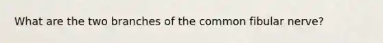 What are the two branches of the common fibular nerve?