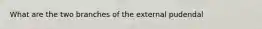 What are the two branches of the external pudendal