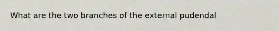 What are the two branches of the external pudendal