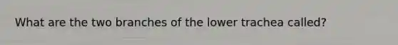 What are the two branches of the lower trachea called?