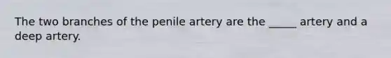 The two branches of the penile artery are the _____ artery and a deep artery.