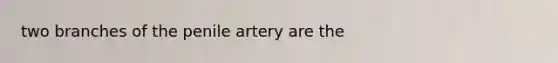 two branches of the penile artery are the