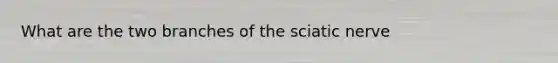 What are the two branches of the sciatic nerve