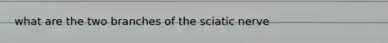 what are the two branches of the sciatic nerve