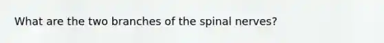 What are the two branches of the spinal nerves?