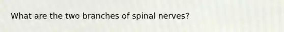 What are the two branches of <a href='https://www.questionai.com/knowledge/kyBL1dWgAx-spinal-nerves' class='anchor-knowledge'>spinal nerves</a>?