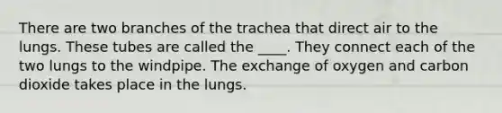 There are two branches of the trachea that direct air to the lungs. These tubes are called the ____. They connect each of the two lungs to the windpipe. The exchange of oxygen and carbon dioxide takes place in the lungs.