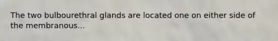 The two bulbourethral glands are located one on either side of the membranous...