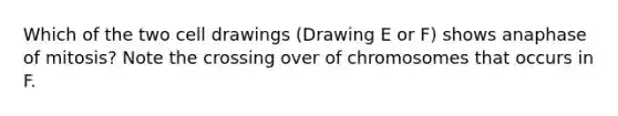 Which of the two cell drawings (Drawing E or F) shows anaphase of mitosis? Note the crossing over of chromosomes that occurs in F.