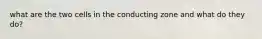 what are the two cells in the conducting zone and what do they do?