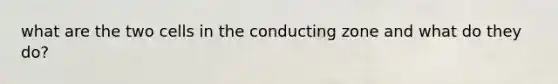 what are the two cells in the conducting zone and what do they do?